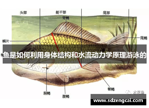 鱼是如何利用身体结构和水流动力学原理游泳的